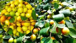 মিষ্টি কুল