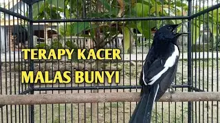Suara burung Kacer ngeplong ini paling ampuh untuk pancingan Kacer agar emosi