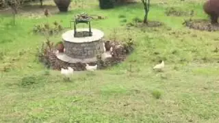 Free range Bresse Gauloise chickens