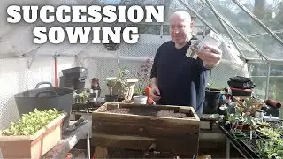 Succession Sowing [Gardening Allotment UK] [Grow Vegetables At Home ]