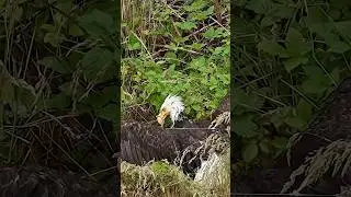 Eagle Attack Part 2 - The Attacker Makes a Quick Getaway!