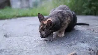 Cat eats mice
