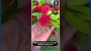 ReeCha Powder Puff Flower🌹  #reecha_organic_farm #srilanka #bkinreecha