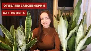 Отделяю сансевиерии Муншайн и Сноу Вайт для обмена