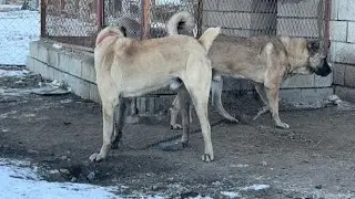 DUMAN BERAZA DALDI DALACAK. TAKİPÇİMİZ UFUK ABİDEN KÖPEKLERE ZİYAFET. 