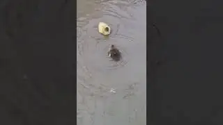 funny duckling moments  #cute