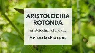 ARISTOLOCHIA ROTONDA - Rundbl&auml;ttrige Osterluzei - Smearwort - Round-leaved birthwort - Aristologia
