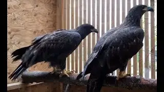 Two Orphaned Juvenile Bald Eagles who have been Rescued, Flying in Flight Cage