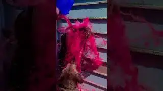 Anchor pragya Mishra playing with colour Happy holi brij #kumbh #होली #premanandji #tanya_mittal