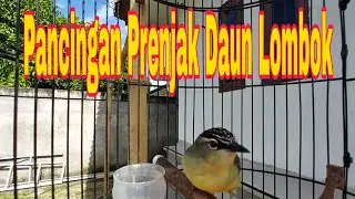 Opior Jambul Gacor Untuk Masteran Opior Jambul Muda atau Untuk Pikatan Opior Jambul