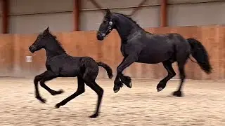 Friesian Racehorse Sanne, 6 days old and such a cutie!