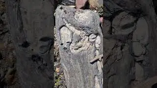 Tree turned to stone on the beach⁉️🌳🪵🪨🤯 #fossilhunting #fossils #shorts #coast #rock #sea #beach