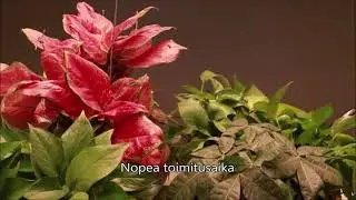Led Grow Light,Led Plant Grow Light,Led Grow -paneeli,Led Grow -lamppu,Led kukka kasvaa valoa,Kiinan