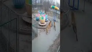 Two Tigers Playfully Smashing Park Facilities On Monitor Screen