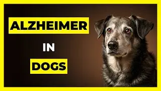 Dogs Over 7? Watch for These 5 Signs of Canine Dementia
