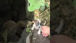 Tiny Puppies Abandoned in the Bushes Are Rescued and Begin a Journey to Hope and Safety