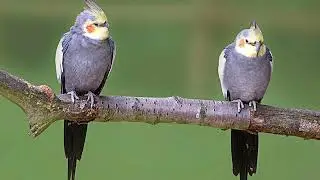 Ninfa/Cacatúa - Canto - Nymphicus Hollandicus