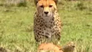 Cheetah vs baby gazelle - BBC wildlife