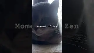#jazz #music #catsfilm #catlover #lifestyle #chill