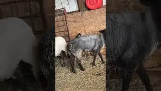Tiny Kitten Clings Onto Sheep