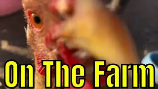 HOBBY FARM RESCUE - All My Animals In One Vlog