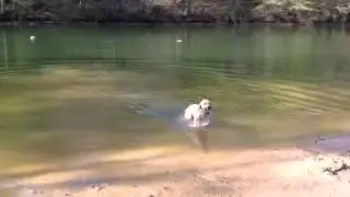 Swimming at Oregon Ridge