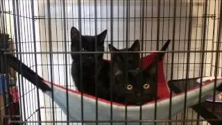 Colony Cats: Kittens Share One Hammock Part 2