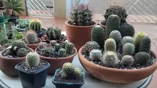 REPLANTE DE CACTOS.