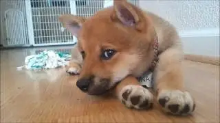 Kona - Shiba Inu Puppy