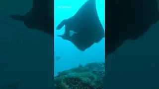 Почему манты не существуют