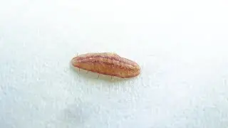 Coccidae sp. - ??? - (Coccoidea) - Cochenille 