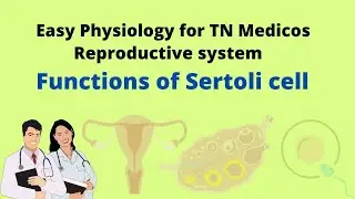Functions of Sertoli cell