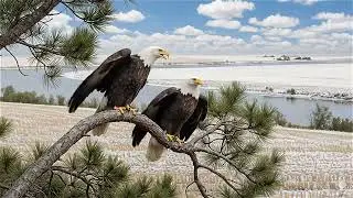Are These Eagles Talking 🦅🤔 Nature Secret Language #BaldEagles #Communications