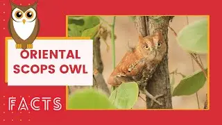 Oriental Scops Owl facts 🦉 don&rsquo;t disturb - they may freeze with eyes half closed 😴