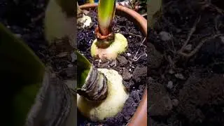 Цветение спасенных гипеаструмов #plants #plantlover #цветы #растения #орхидеи #terrarium #reptiles