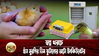 স্বল্প খরচে হাঁস মুরগির ডিম ফুটানোর অটো ইনকিউবেটর কিনুন | Incubator Price in Bangladesh