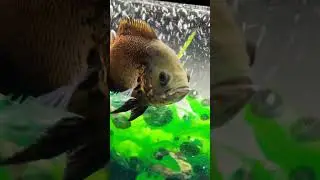 6 months Oscar fish Growth ! #beautiful