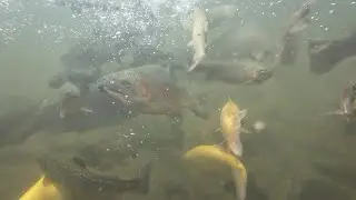 Pa trout stocking, benton fishing association