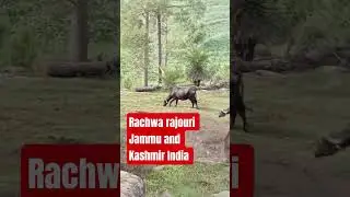 Rachwa rajouri Jammu and Kashmir India #anwarattarivlogs