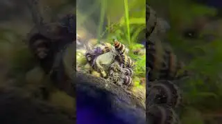 Assassin Snail | mamushi |#assassin #pets #aquarium #watashiwastar #mamushi
