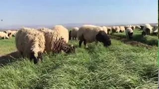 Ot tipi Teff Grass Otlayan K&uuml;&ccedil;&uuml;kbaş Hayvanlar - Sizden Gelenler