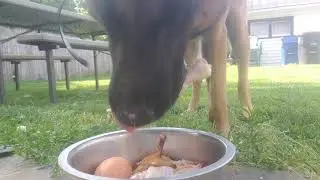 Part 2. Belgian Malinois  Kayne eating Raw... close up eating 👀 👀 👀 👀 will he bite my hand???