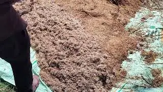 paddy germination #viralvideo #youtubeshorts #farming #highyieldcrops