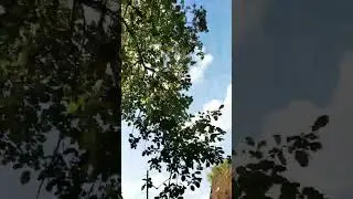 яблоня #врекомендации #мем