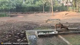 Thiruvananthapuram Zoo Kerala Videos