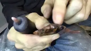 Beginner Flint Knapping; Thinning flakes, Continuous platforms, lifting edges