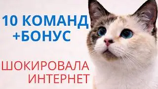 Дрессированная кошка УДИВИЛА всех, люди ахнули