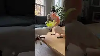 Танцы слишком близко