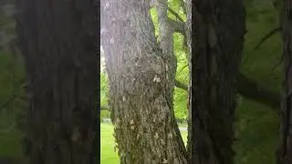 Brood X Cicadas Arrive In Hillsborough, NJ