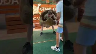 Why Tortoises Walk So Slowly #shortsvideo
